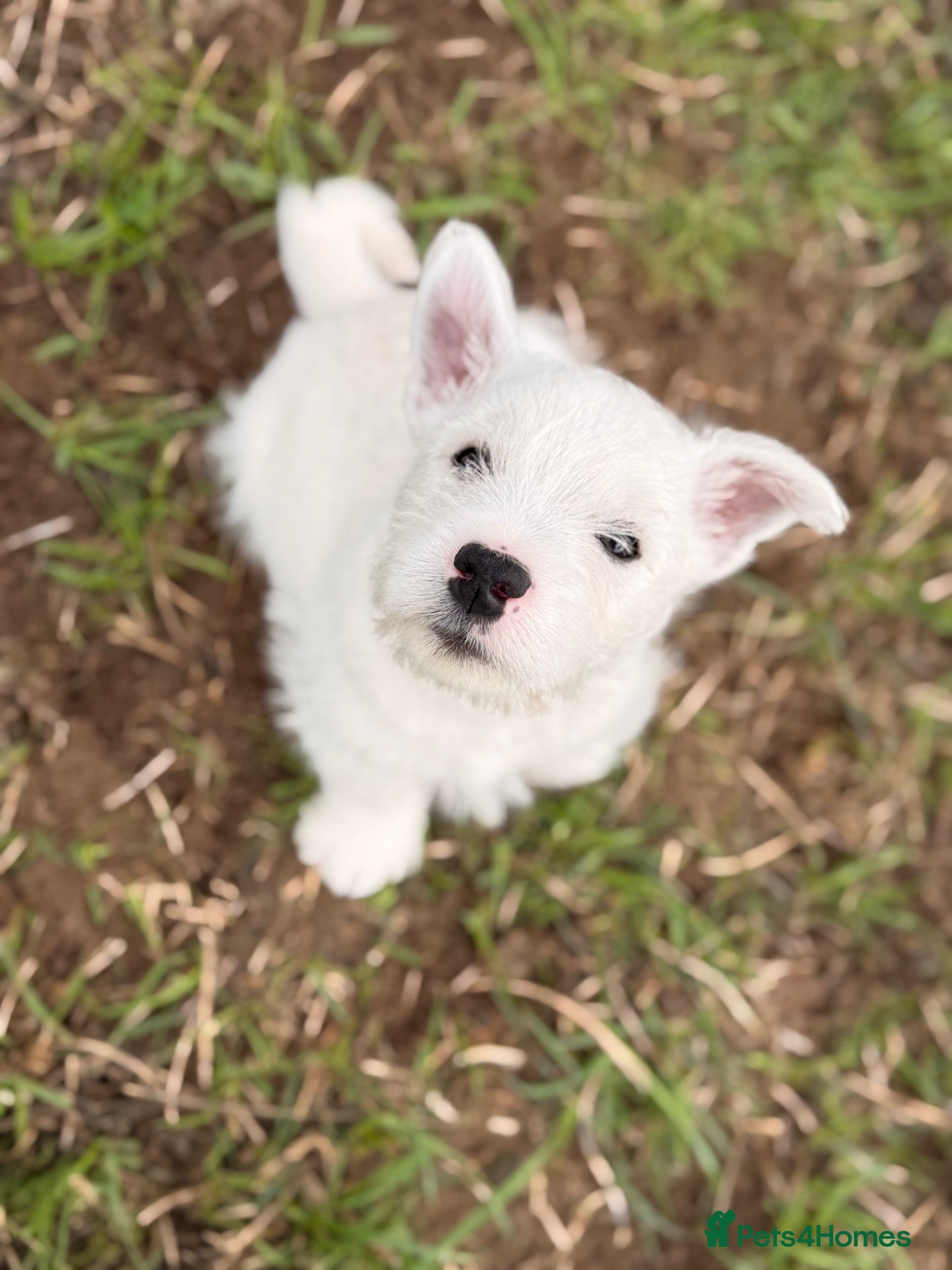 West Highland Terrier dogs 1 Strong Westie Boy left-KC WESTIE puppy - Advert 1