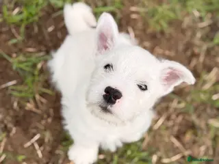 West Highland Terrier dogs 1 Strong Westie Boy left-KC WESTIE puppy - Advert 1