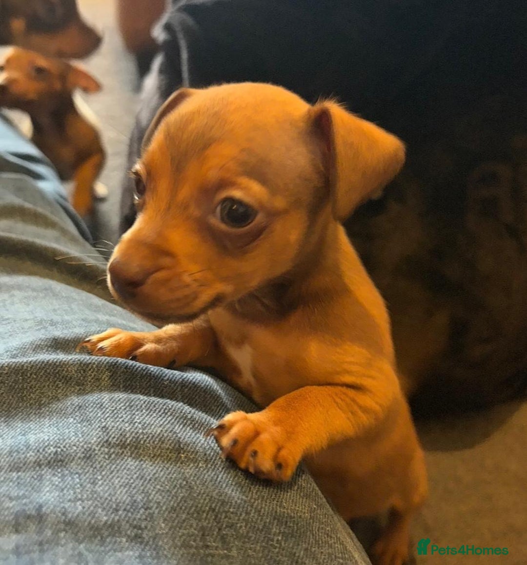 Jack Russell dogs for sale: Beautiful miniature jack russell puppies  - Image 31
