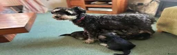 Miniature Schnauzer dogs for sale: Adorable Miniature Schnauzer Puppies in Ilminster - Advert 4