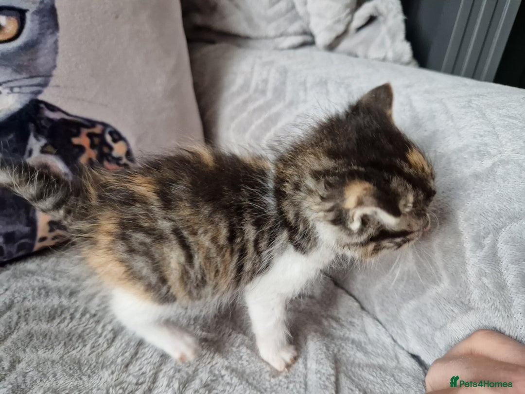 Mixed Breed cats for sale: Calico kittens. 1 girl 1 boy left - Image 2