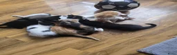 Mixed Breed cats for sale: 6 Kittens for Sale - £70 in London - Advert 7