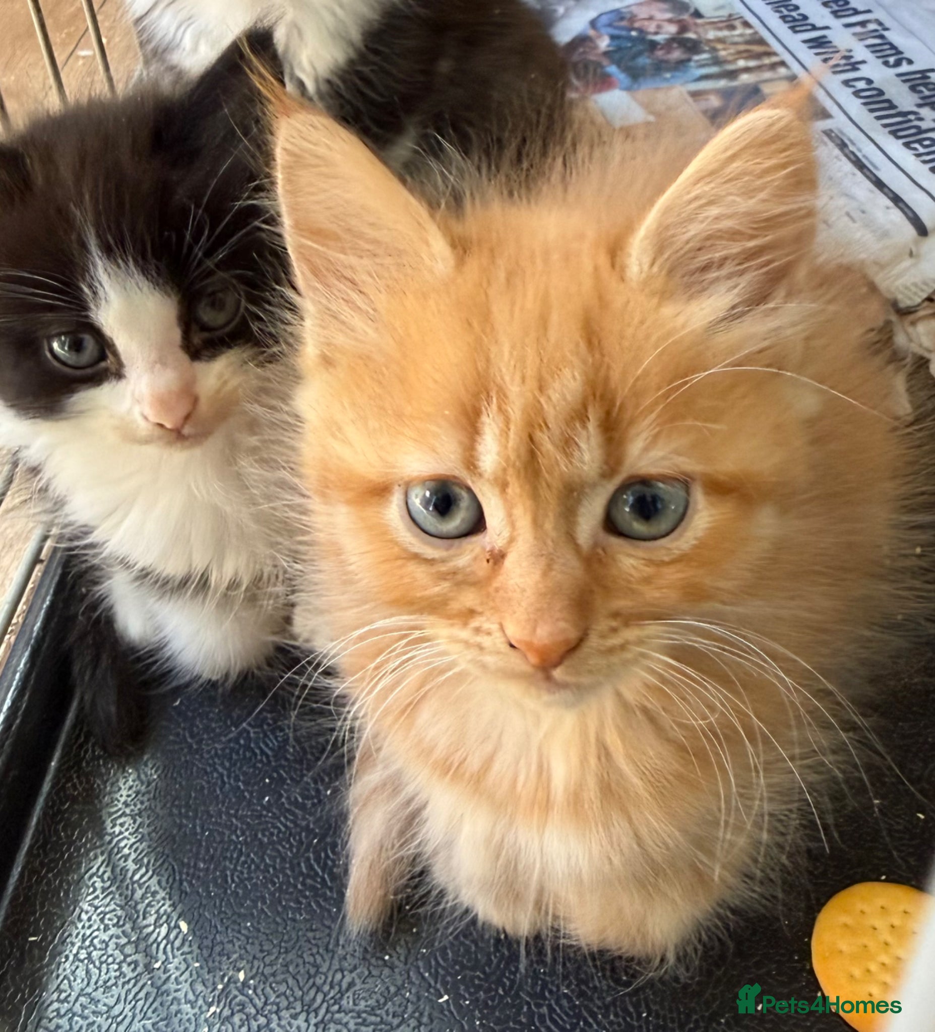 Mixed Breed Kitten 2