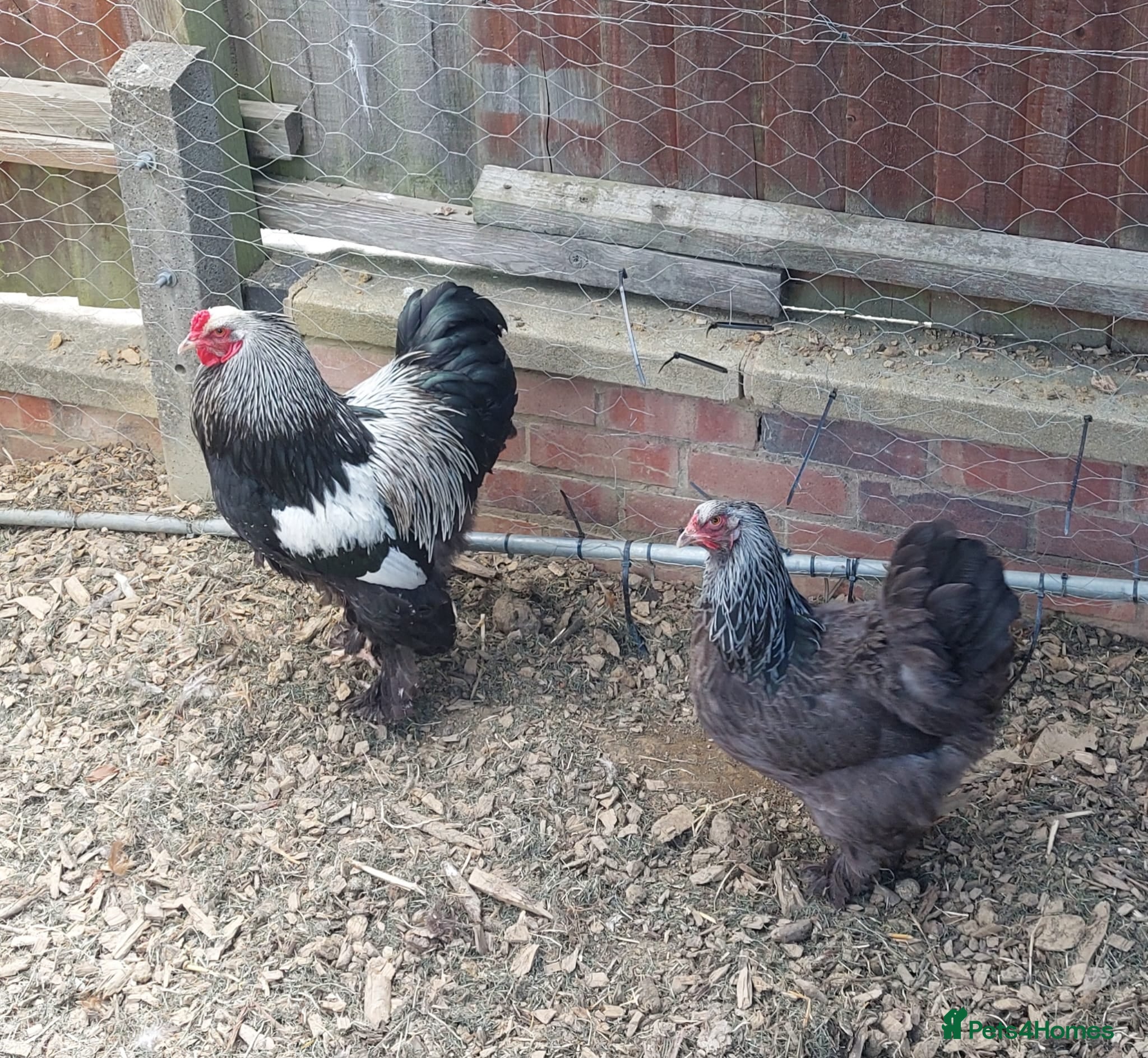 Chickens poultry Silver partridge bhrama trio - Advert 4