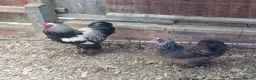 Chickens poultry for sale: Silver partridge bhrama trio - Advert 1