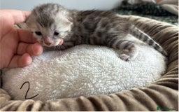 Bengal cats for sale: Bengal kittens - Image 7