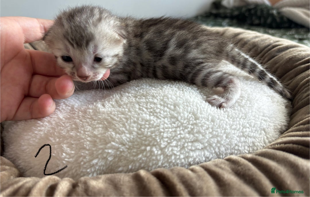 Bengal cats for sale: Bengal kittens - Image 7