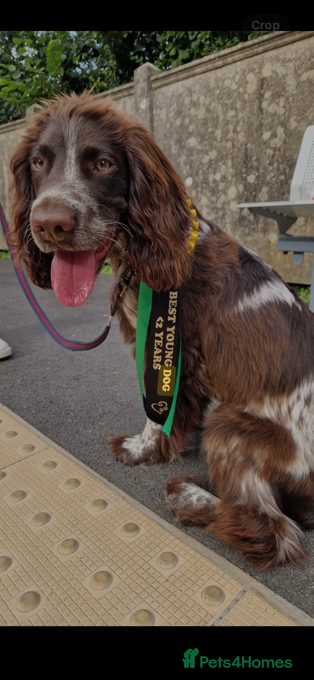 Cocker Spaniel dogs for sale: BEAUTIFUL COCKER SPANIEL PUPS - Advert 6