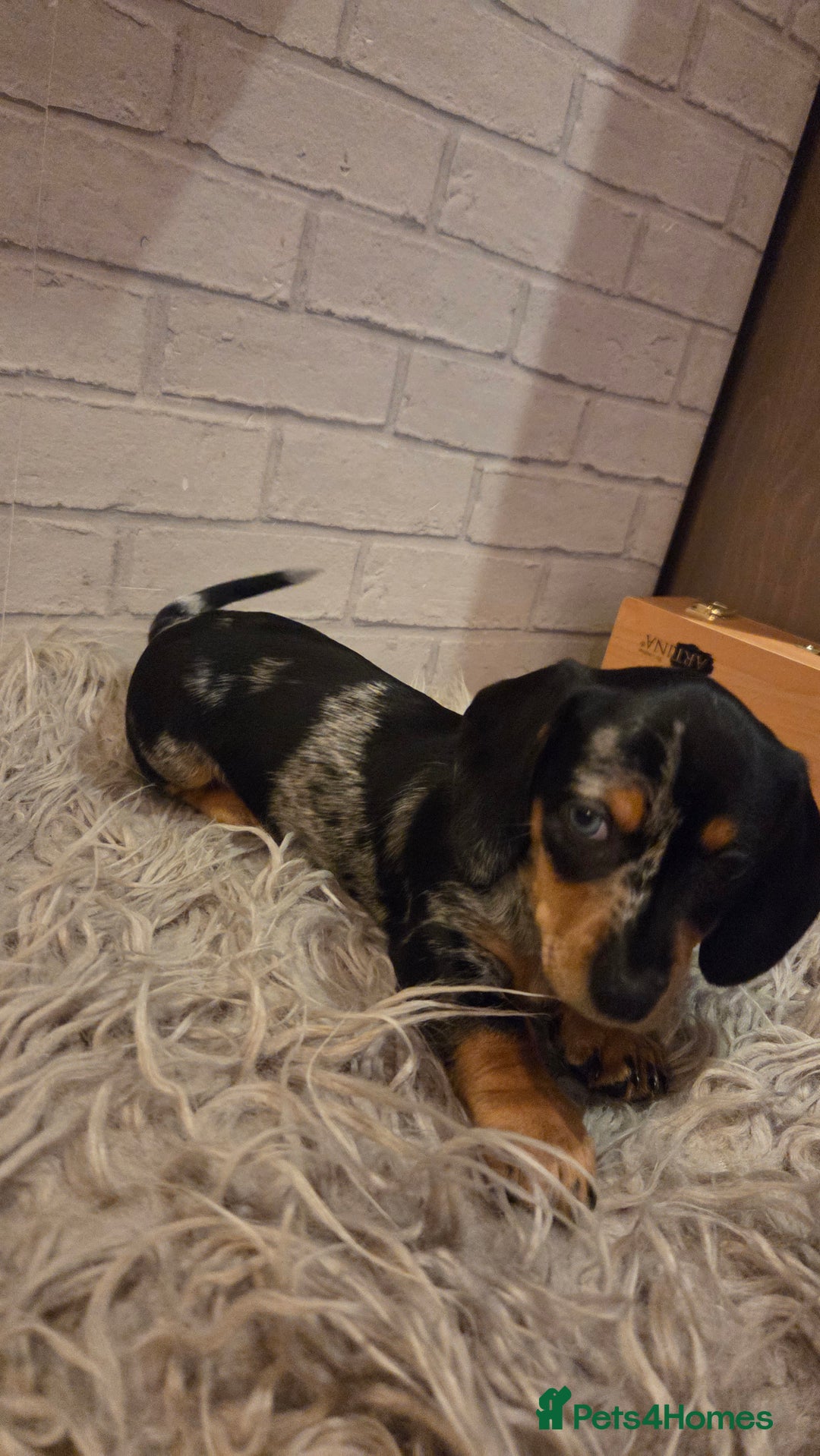 Miniature Dachshund dogs for sale: Miniature dadchund male puppies  - Advert 6