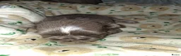 Shih Tzu dogs for sale: Imperial dobie shih tzu - Advert 7