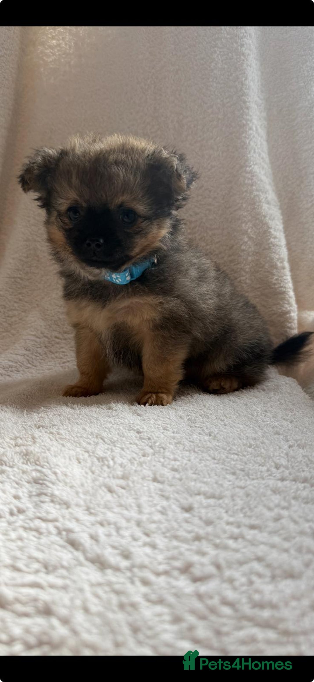 Pomchi dogs for sale: Beautiful fluffy pomchi puppies  - Image 13
