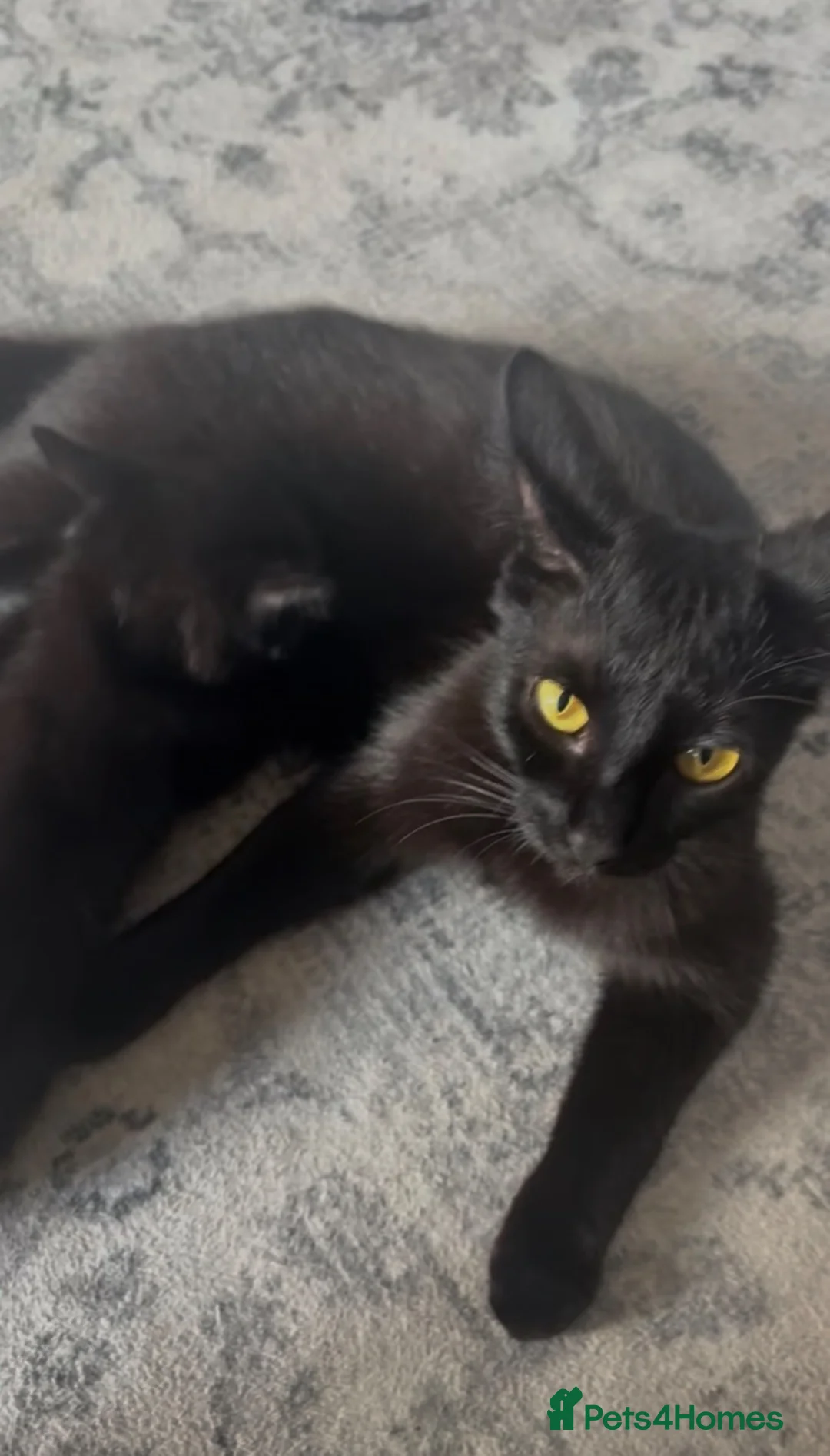 Mixed Breed cats for sale: rescue kittens for a loving home  - Advert 1