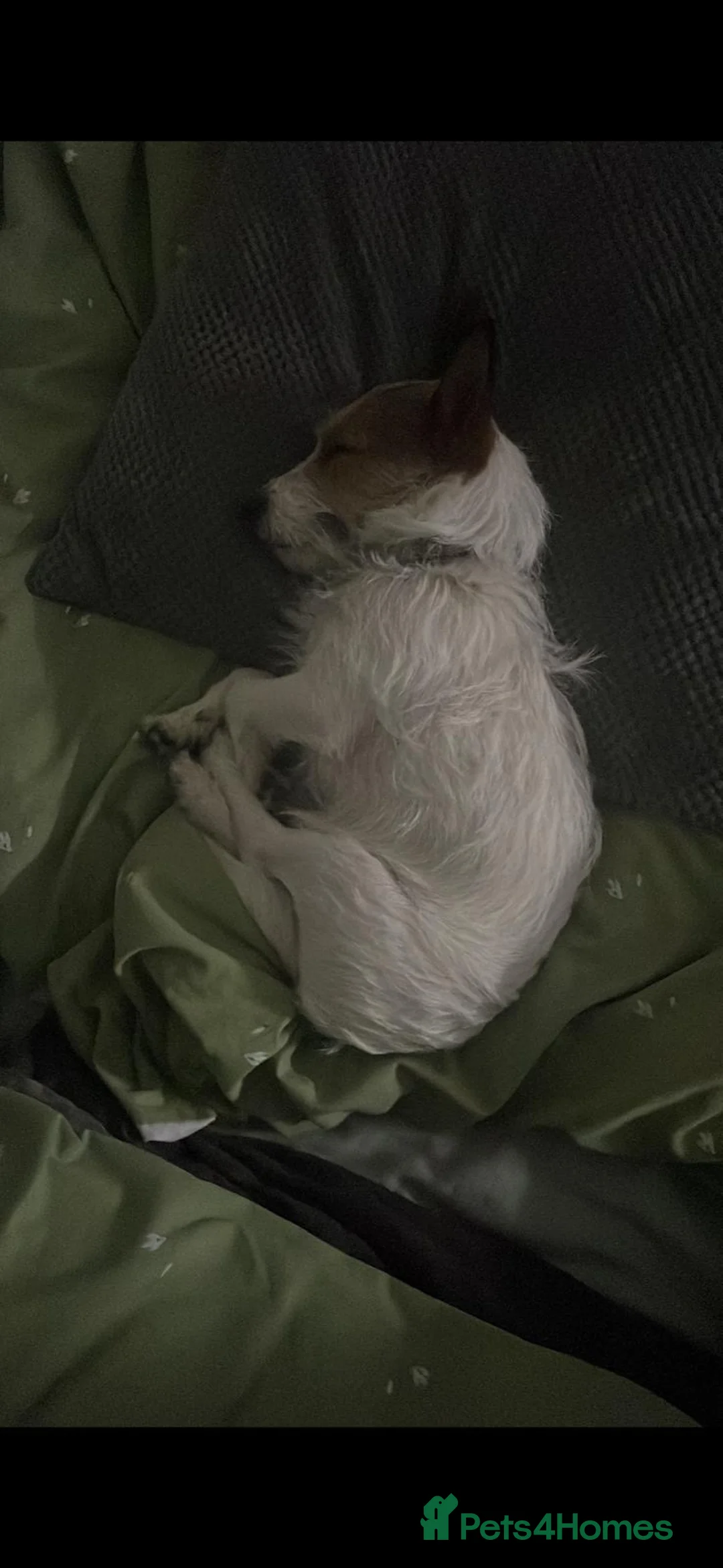 Jack Russell dogs for sale: 2 wired haired Jack Russels - Advert 12