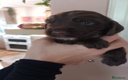 Sprocker dogs for sale: Beautiful Sprocker Spaniel Puppies  - Image 9