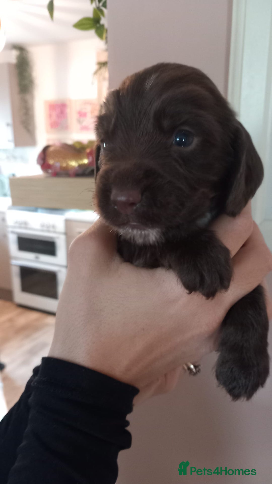 Sprocker dogs for sale: Beautiful Sprocker Spaniel Puppies  - Image 9