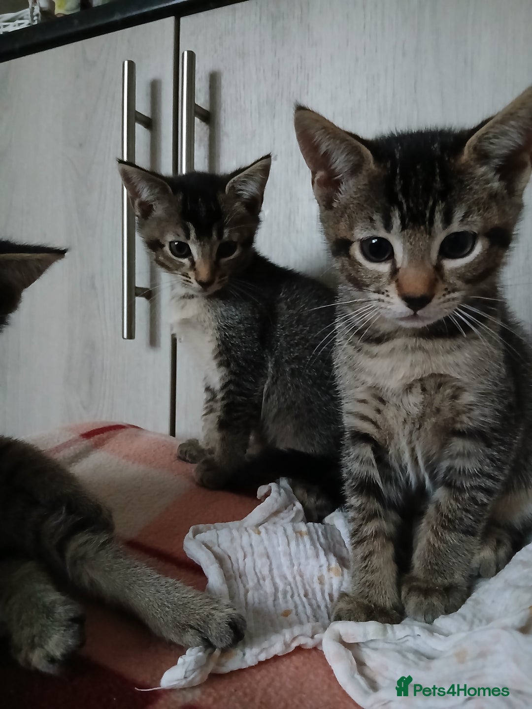 Oriental cats for sale: 2girls 1 boy - Advert 16