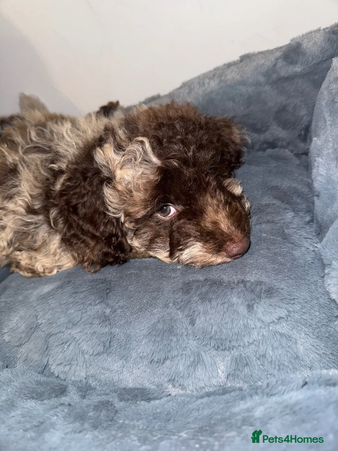 Cockapoo dogs for sale: Merle Cockerpoo Male in Sittingbourne - Advert 3