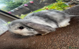 Mini Lop rabbits for sale: Two female mini lops for sale - Image 5