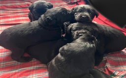 Labrador Retriever dogs for sale: Labrador Puppies  - Image 2