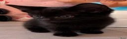 Mixed Breed cats for sale: 4 lovely kittens - Advert 6