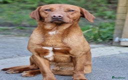 Labrador Retriever dogs for sale: KC Fox Red Labrador Pups *Ready for home 20/12/25* - Image 17