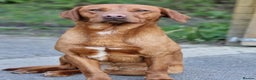 Labrador Retriever dogs for sale: KC Fox Red Labrador Pups **PUPS NOW ALL RESERVED** - Advert 17