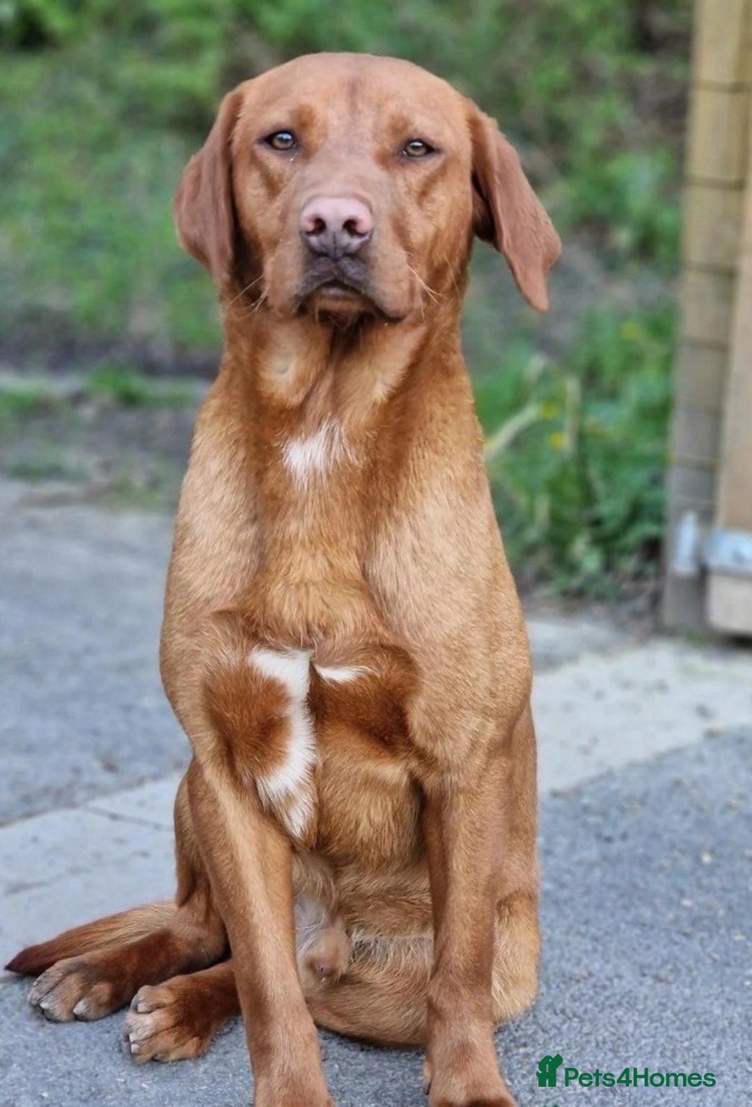 Labrador Retriever dogs for sale: KC Fox Red Labrador Pups *Ready for home 20/12/25* - Image 17