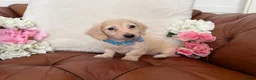 Miniature Dachshund dogs for sale: Pure English Cream Miniature Dachshund  - Advert 2