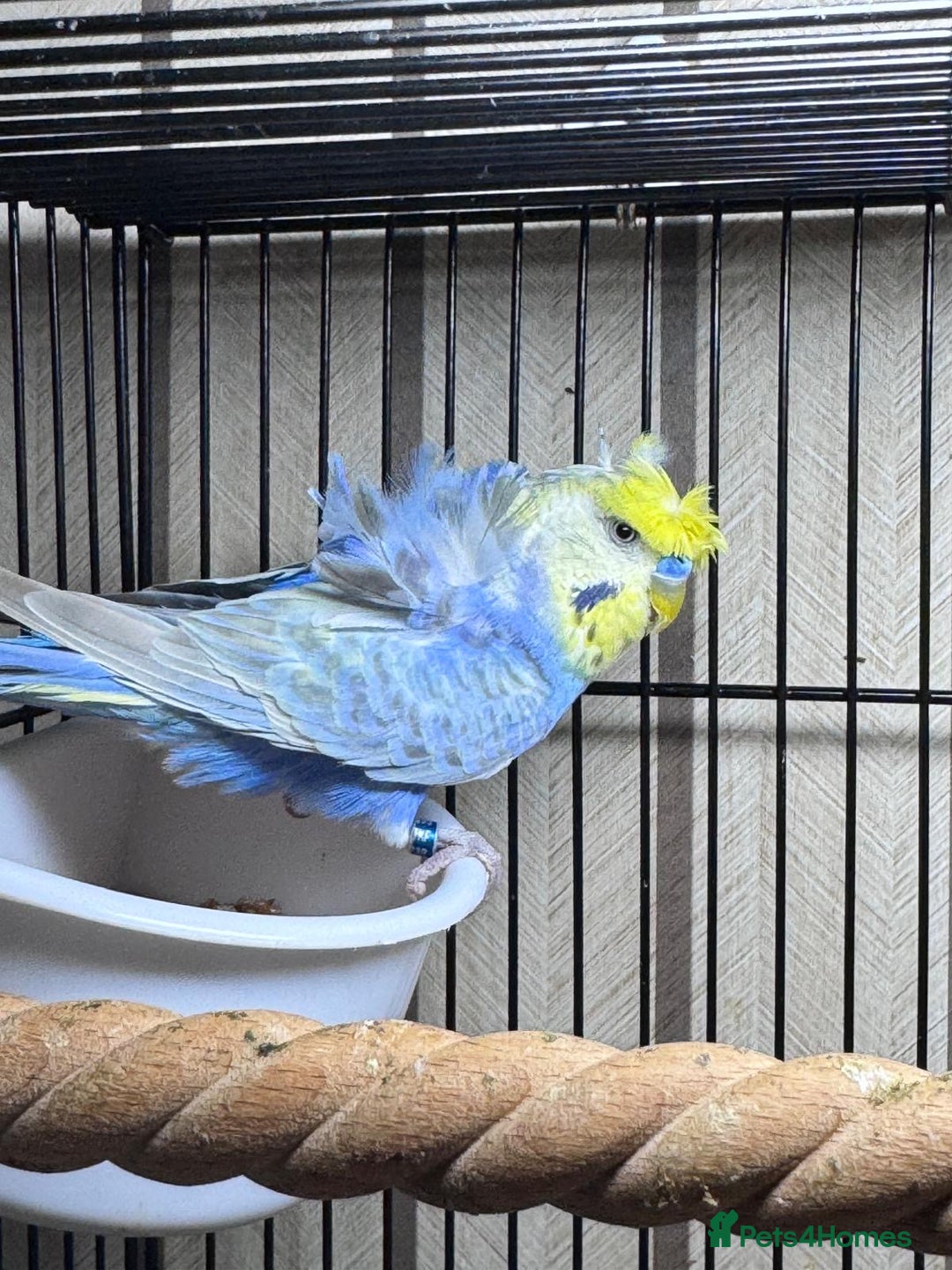 Budgerigars birds for sale: Young Black wing hen budgie for sale  - Advert 6