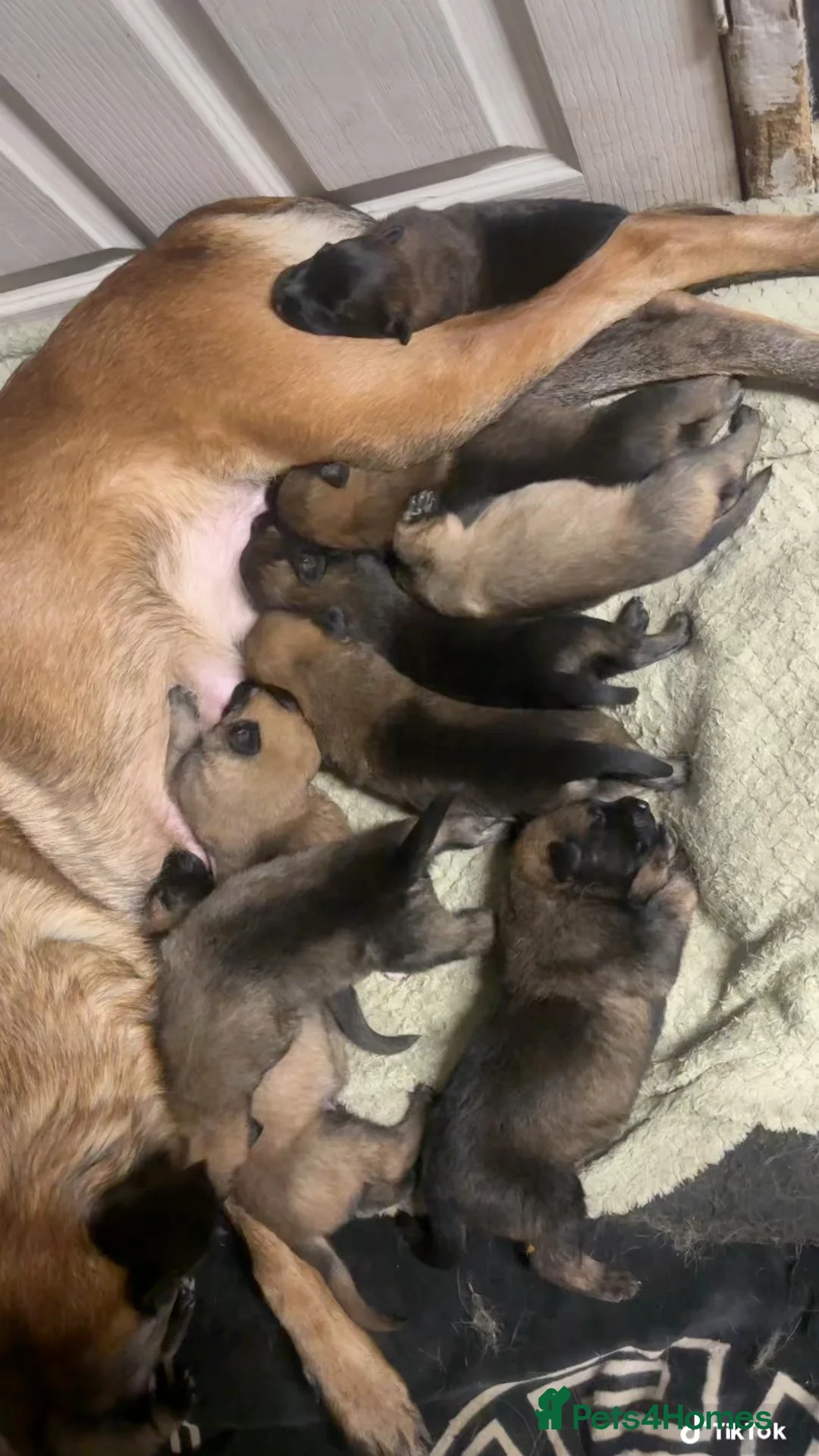 Belgian Shepherd Dog dogs for sale: Belgian malinios puppies - Advert 1