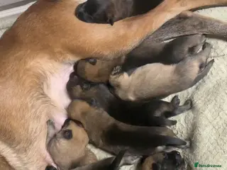 Belgian Shepherd Dog dogs Belgian malinios puppies - Advert 1