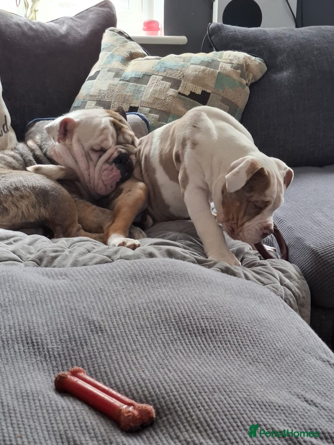 American Bulldog dogs for sale: Male American bulldog x  - Image 4