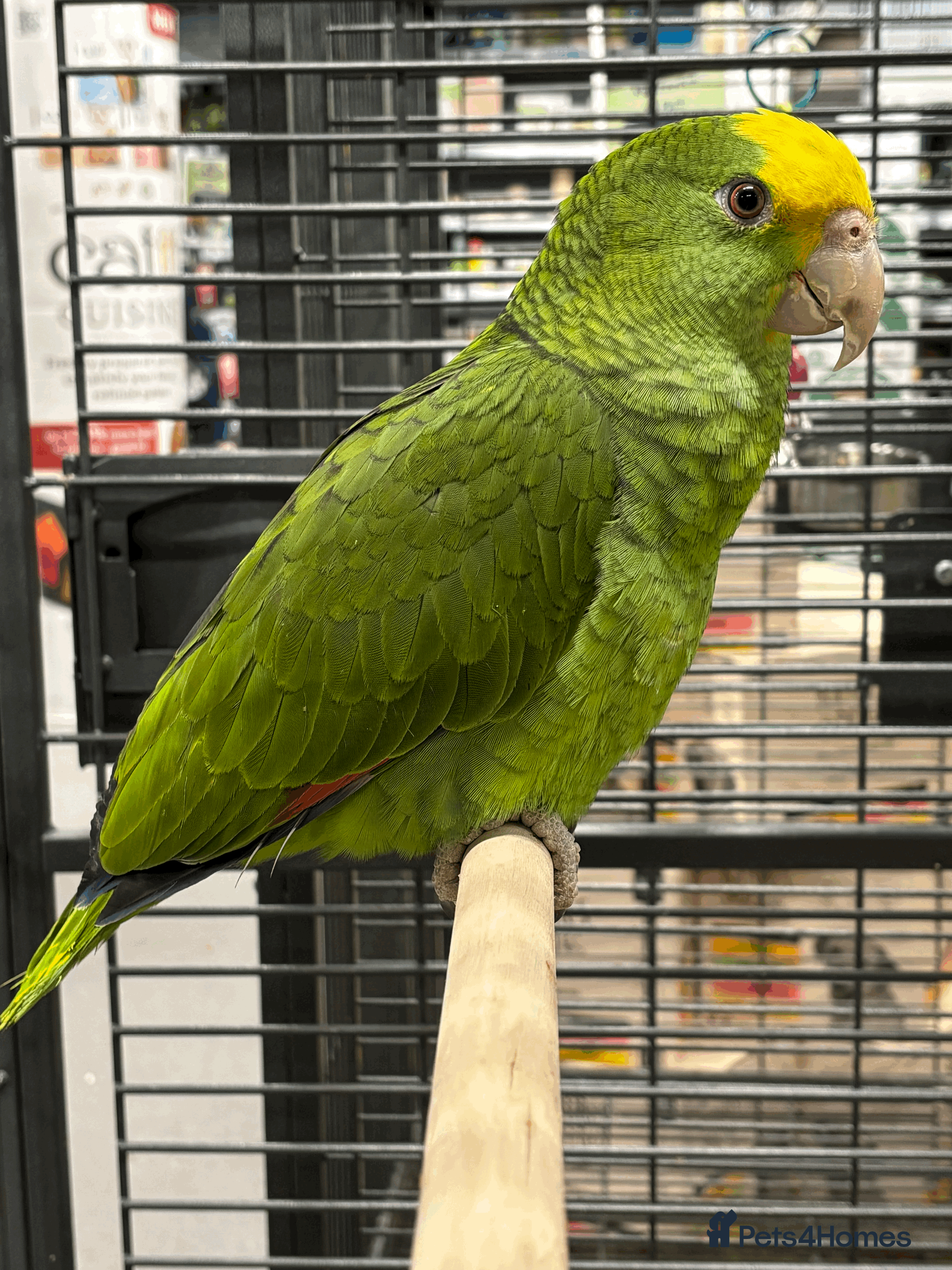 Parrots birds Stunning handreared Double yellow headed amazons   - Advert 6