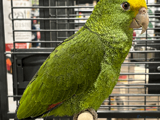 Parrots birds Stunning handreared Double yellow headed amazons - Advert 1