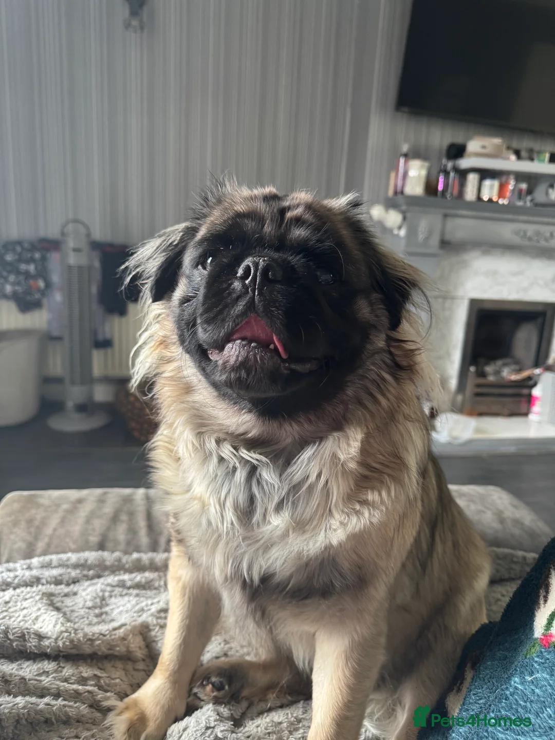 Pug dogs for sale: Male fluffy pug  - Advert 1