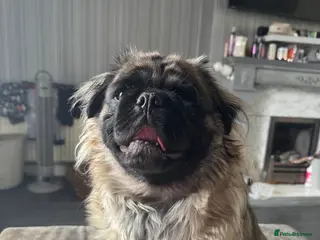 Pug dogs Male fluffy pug - Advert 1