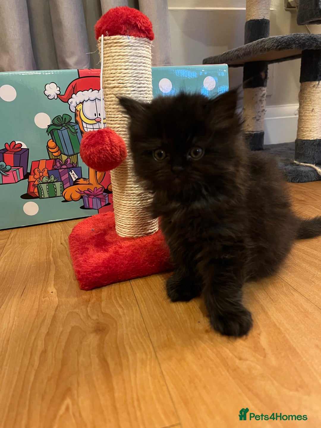 Himalayan cats for sale: Himalayan x chinchilla Persian  - Advert 4