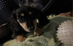 Miniature Dachshund dogs for sale: Just a boy longer coated, healthy Mini Dachshund - Image 33