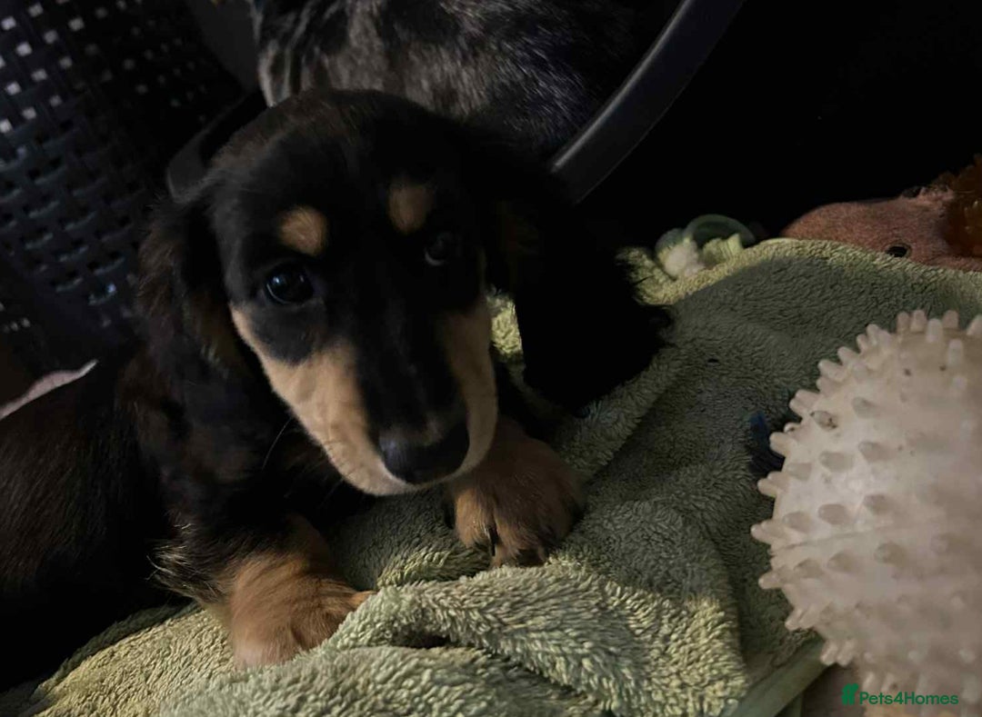 Miniature Dachshund dogs for sale: Just a boy longer coated, healthy Mini Dachshund - Image 33
