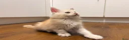 Maine Coon cats for sale: ✨🐾 MEET YOUR FUTURE MAINE COON COMPANION 🐾✨ - Advert 24