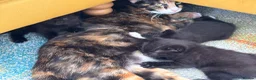 Mixed Breed cats for sale: 4 healthy black and black and kittens  - Advert 9
