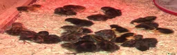 Quail poultry for sale: QUAILS/CHINESE PAINTED BUTTONS ! - Advert 4