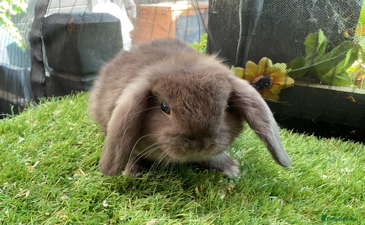 Mini Lop rabbits - Advert 10