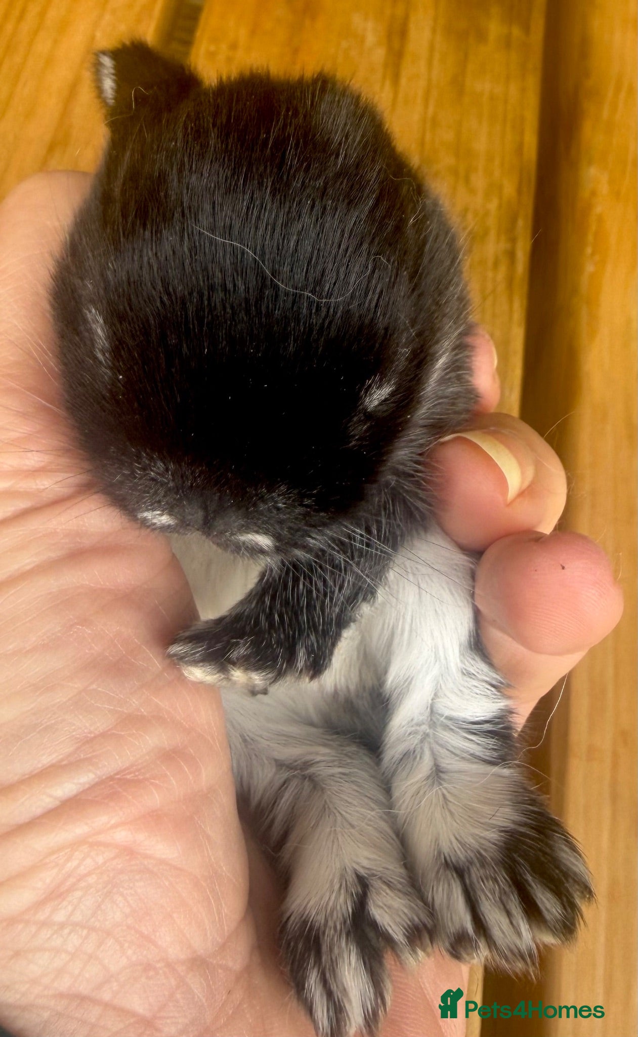 Mini Lop rabbits Three pure bred mini lop boys. - Advert 7