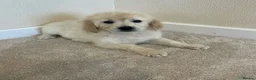 Golden Retriever dogs for sale: Golden retriever puppies  in Attleborough - Advert 7