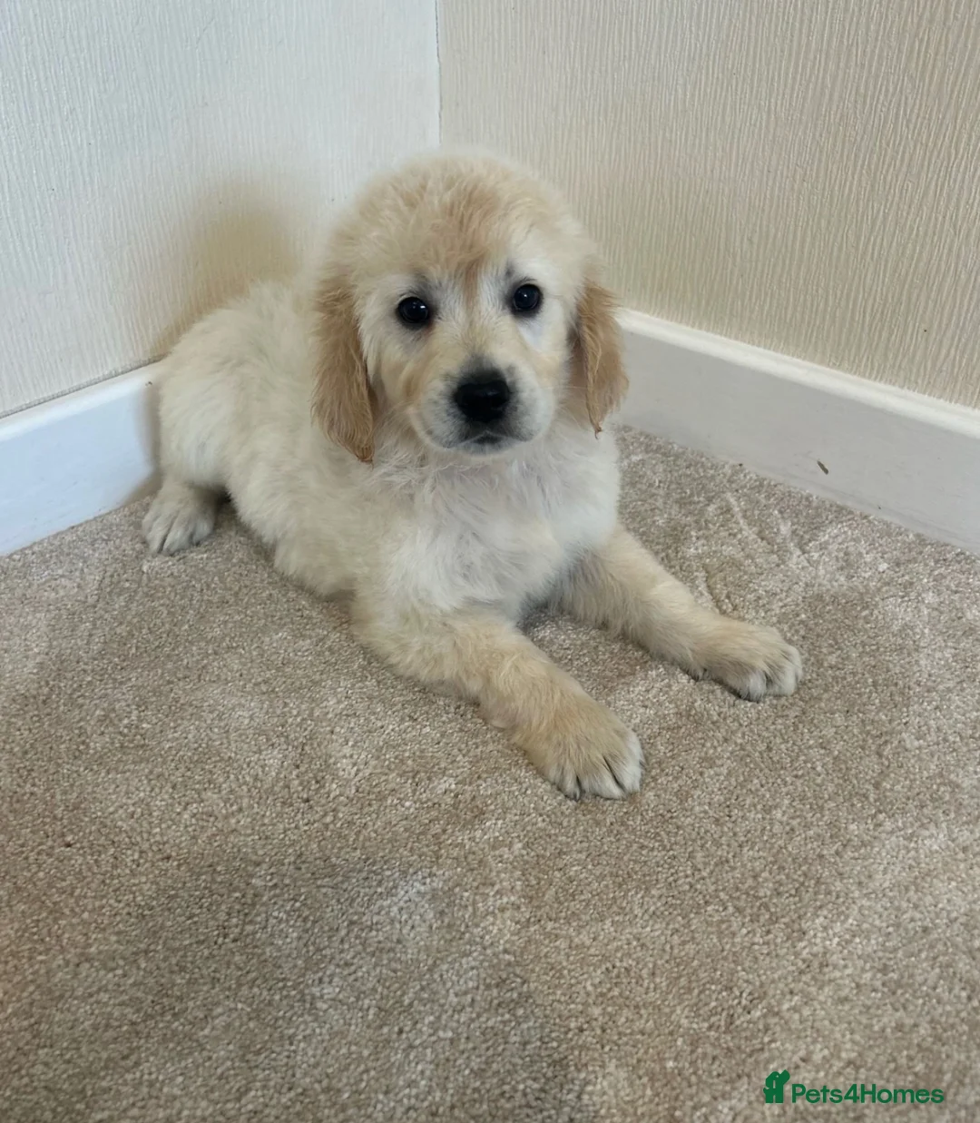 Golden Retriever dogs for sale: Golden retriever puppies  in Attleborough - Advert 7