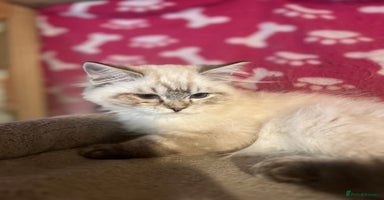 Ragdoll cats - Advert 15