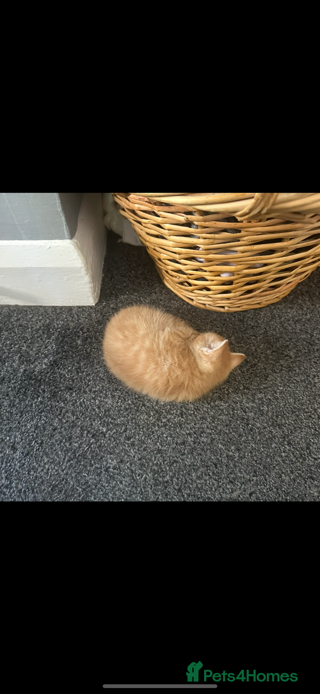 Mixed Breed cats for sale: Beautiful ginger kittens  - Image 9