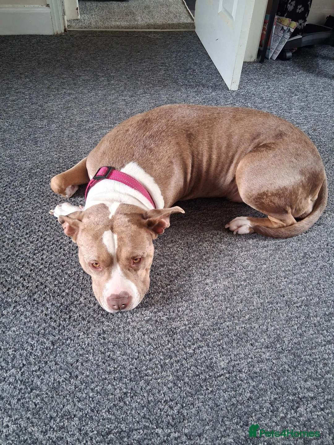 American Bully dogs for sale: American bullie  - Advert 2