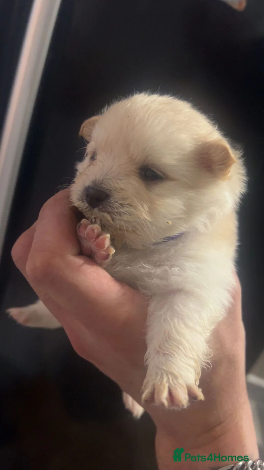 Pomeranian dogs for sale: Beautiful Russian blood line puppies - Advert 22